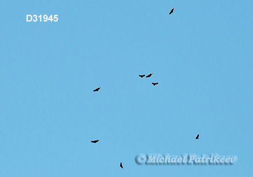 American Black Vulture (Coragyps atratus)